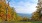 a forest of trees